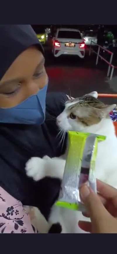 Kucing