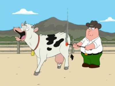 Cow getting milked and branded.