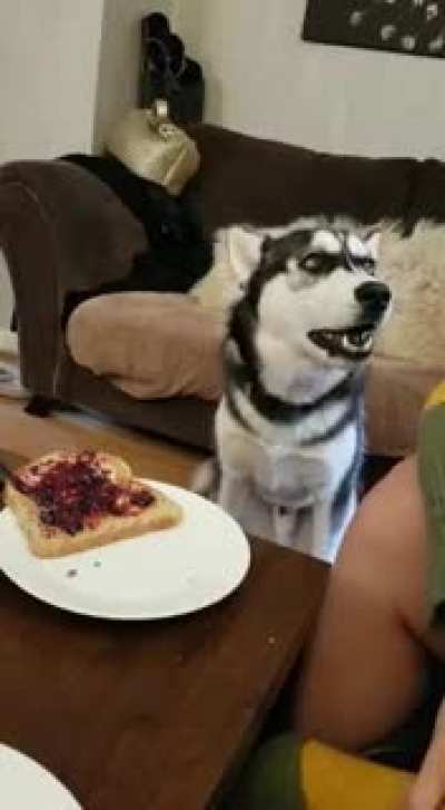 FEED me toast
