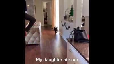 Trying the dogs food
