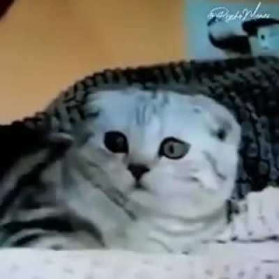 Poor kitty :(