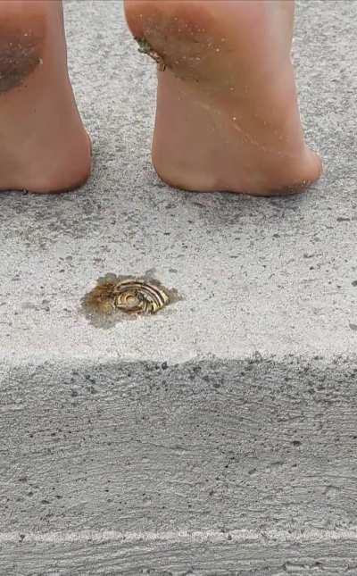 Crunchy snail😅