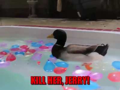 Get out of my pool!