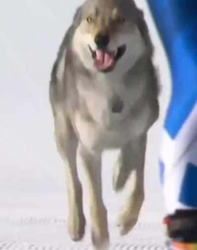 A dog named Nazg&ucirc;l just won an Olympic Medal