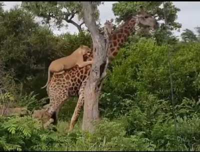 To Hunt