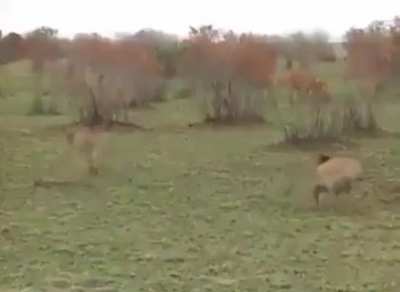 To steal an antelope of a cheetah for din dins