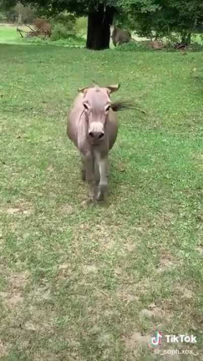 Saw this and immediately thought of this sub. Caption said she hadn&rsquo;t seen him in a week!