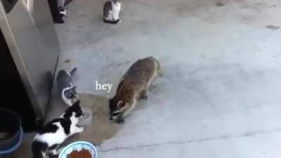 Mr. Raccoon (My Voice)