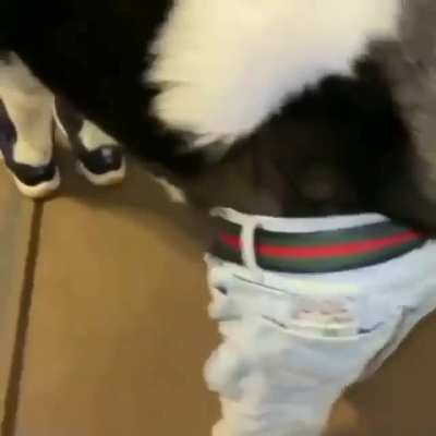 Dog Nigga &amp;gt; Gen Z Niggas 😈