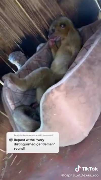 Pana filosofo