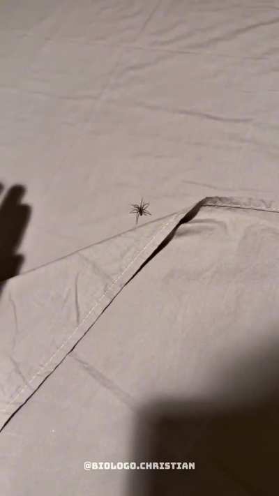 V&aacute;rias Loxosceles em um quarto alugado