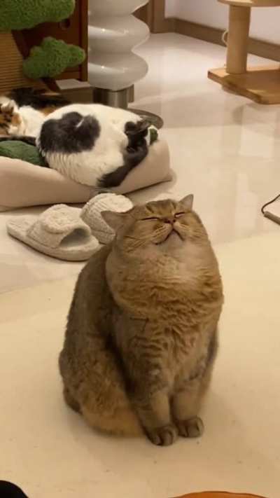 Where’s the neck?
