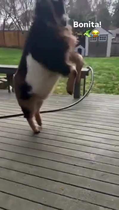 Footage of the Rams getting in some off-season work