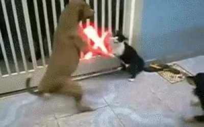 Obi Wan Catnobi
