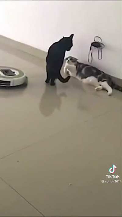 Cat got game.