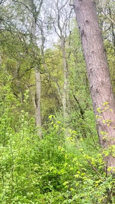 Very odd sound in the woods near my house&hellip; (UK)