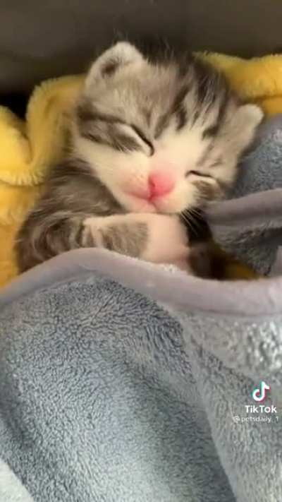 Sleepy kitten