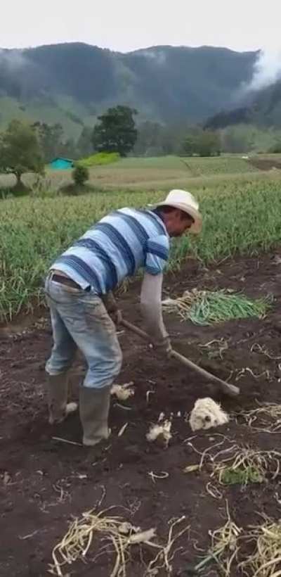 It's a dog-planting season