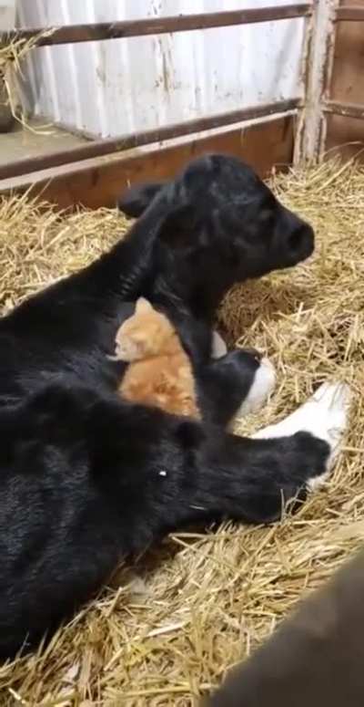 Snuggle buddies