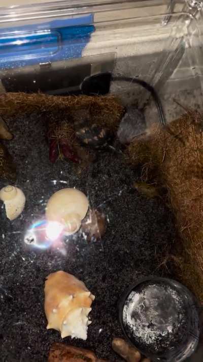 Hermit crab crisis