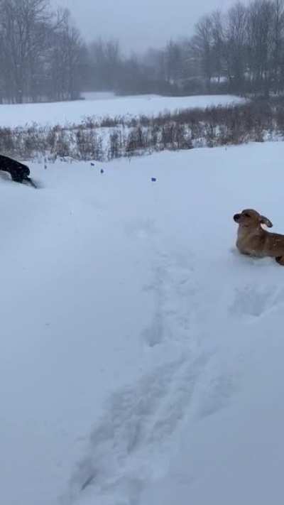 Their reaction to over a foot of snow 🦮🐕&zwj;🦺