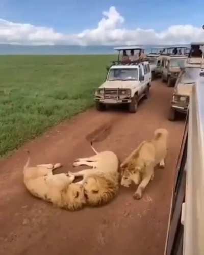 Pardon me I'm here for the group cuddle
