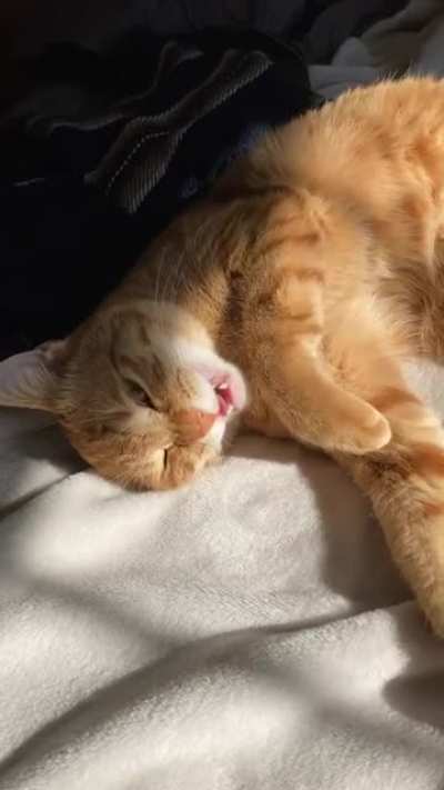 This chatty boy showed up on my porch 6 months ago and is now living the good life. Still dk what he&rsquo;s talking about though