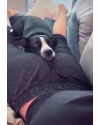 Dog: I can stay here all day