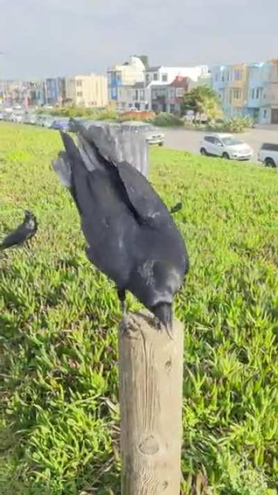 Odessa the raven manages just fine with her squished beak. :&radic;