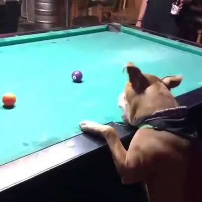 Pupper plays pool