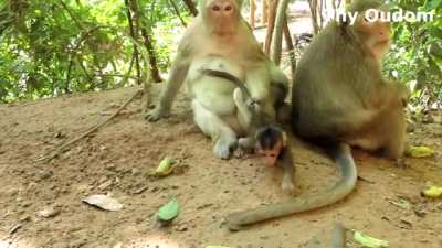 Two monkey so cute