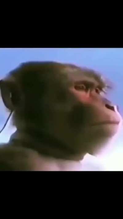 Monky