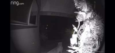 Mountain Lion in Southern CA smacks face on the window of someone&rsquo;s home last night. Could&rsquo;ve ended poorly, instead ends derpy.