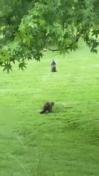 A raccoon trying to get into my dads bird feeder 😂 so cute!