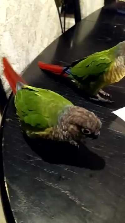 Damnit bird