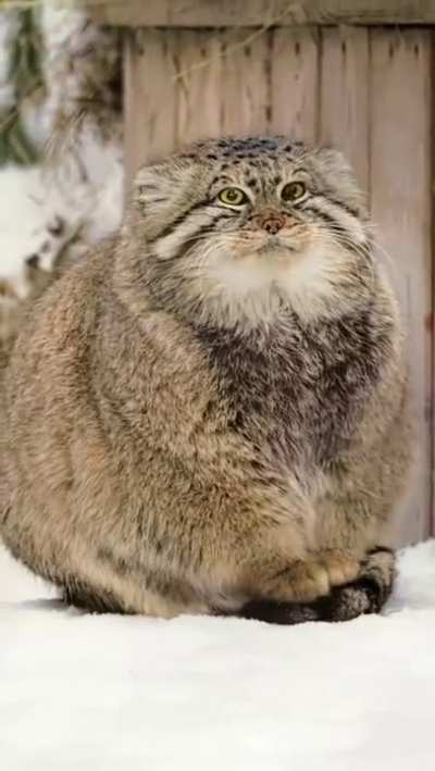 It turns out that the tail is a universal thing!