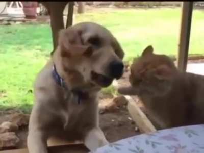 To catch food