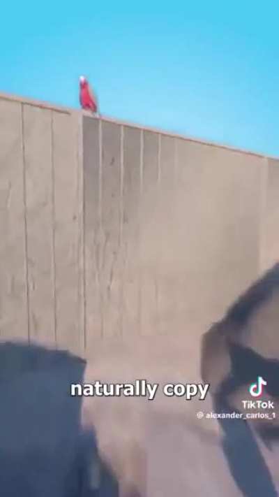 Sk that why parrot copy words