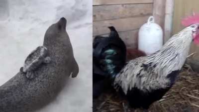 Death metal seal meets death metal rooster