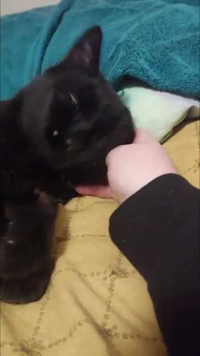 If you won't pet old toothless Dax, he'll do it for you.