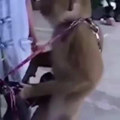 Haha funny monkey