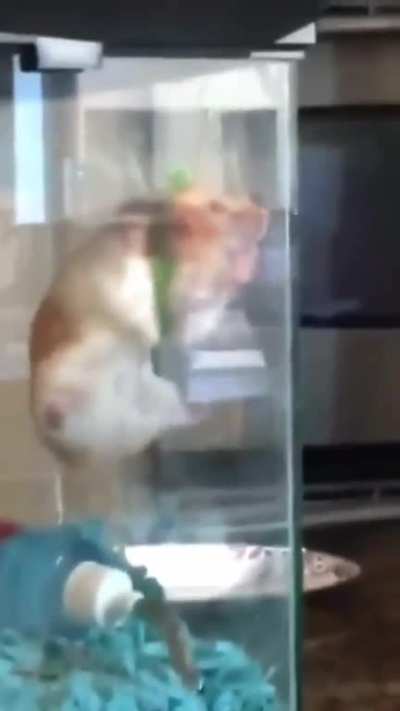 &lrm;