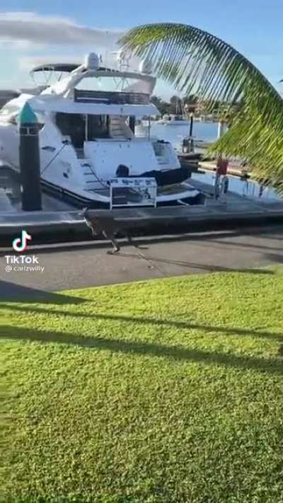 AUstRALIAN mAn fUCKInG DRoWnS
