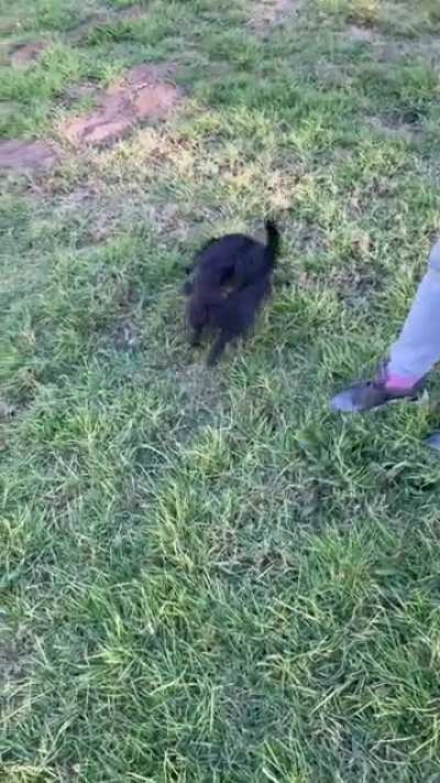 This is how my dog likes to go downhill&hellip;