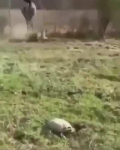 Черепашка