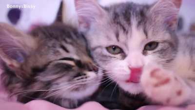 Bonny&amp;amp;Bissy