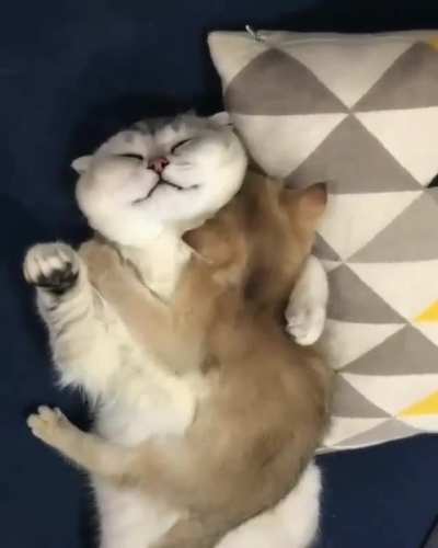 Kitten on Cat.
