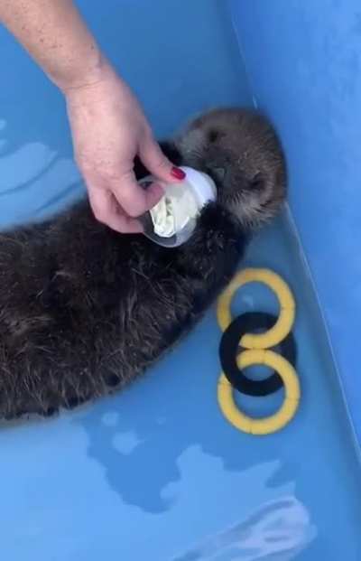 A hungry baby sea otter drinking milk