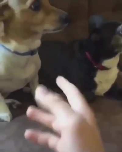 Traumatizou o outro dog