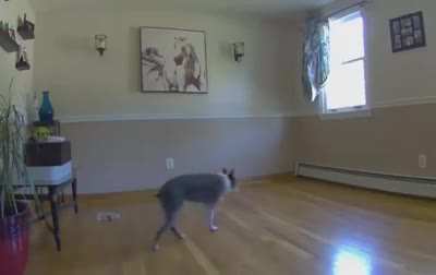 When your dog is blind and you move the couch